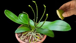 Do This To Orchids, Let It Bloom Abundantly, Vibrant Stiff Leaves And Healthy Roots