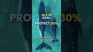 Explaining The High Seas Treaty