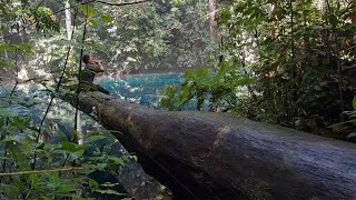 茂密潮湿的雨林中，寻得一处风水宝地，果断搭建出临时庇护所！