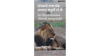 એક નાનકડા જંતુથી ડરે છે જંગલનો રાજા, કેમ સિંહોને ચોમાસામાં ગીરમાંથી ભાગવું પડે છે?