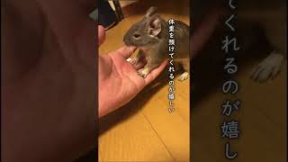 degu - octodon - Small Animals Family - Vo.42