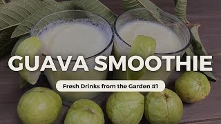 HOW TO MAKE:  Guava Smoothie [What are the health benefits of Guava]