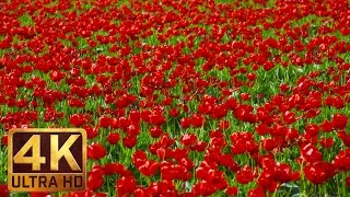 4K Tulip Flowers - 2 HOURS Nature Relax Video - Skagit Valley Tulip Festival, WA State - Episode 3