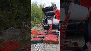 lingonberry picking #harvesting #cranberry #lingonberry #blueberry #bilberry #berryfarm