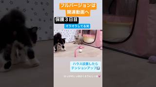 保護３日目の子猫たちのテンションが可愛すぎた❤️ フルバージョンは関連動画へ　#子猫 #保護猫