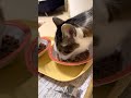 朝ごはんを食べています。３ニャン揃って、しっかりと朝ごはんです。食べるニャリ。 ねこ 猫 ネコ cat 家猫 猫のいる生活 朝ごはん 猫の好きな人と繋がりたい 猫繋がり