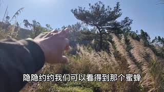 【真過癮】用诱蜂水如何寻找蜂窝，教你看蜂路找蜂窝，野外找蜂窝就这么简单