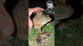 Funny frog jump | Make you laugh with frogs hahaha | Funny Animals | funny video frog and toad