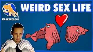 How do Squids have Sex? (Cephalopod Reproduction) - Krakenology #2