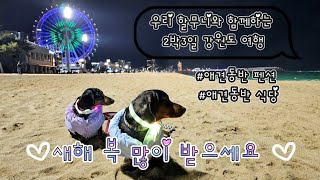 설연휴 길어서 좋았다♡할무니 사랑해여♡|강원도애견펜션 | 강원도애견동반식당  #닥스훈트 #dachshund #강아지브이로그#강원도애견#속초애견 #강릉애견#양양애견#cutedog