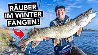 Hecht, Zander \u0026 Barsch im Winter fangen 🎣 Angeln leicht gemacht!