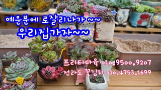 23.9.26.베란다 걸이대에 빈자리가 있어 딱인 화분이 있네요.