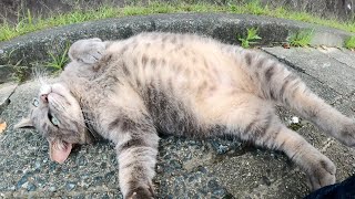 トトロみたいな猫が立派なお腹を見せつけてナデナデを要求してきた