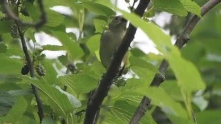 1050416東湖內溝溪綠啄花吃桑葚1