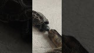 猫吸いを堪能する亀【Turtle sniffing cat's paws】