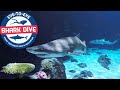 Swimming with sharks at Point Defiance Zoo and Aquarium (Jan 2021)