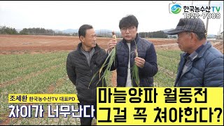 [한국농수산TV] 마늘 양파 월동전 그걸 꼭 쳐야 한다?? 농민들이 간과하는 그것!! 전남 함평