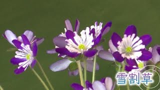 春の訪れを告げる“雪割草”　愛好家の作品２００点以上を展示【新潟・長岡市】 (22/03/14 12:00)