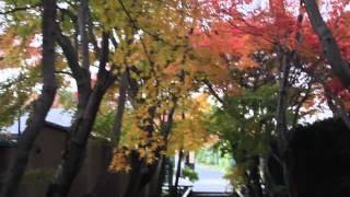 2014　京都紅葉　光悦寺の参道