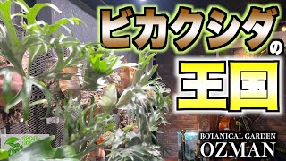 【ビカクシダ】圧倒的！とんでもない種類のビカクシダを案内してもらったらひっくり返りそうになった！#コウモリラン