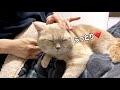 【猫耳掃除】ママの膝の上で耳掃除をしてうっとりしちゃう猫www　cat ear cleaning！cute animals