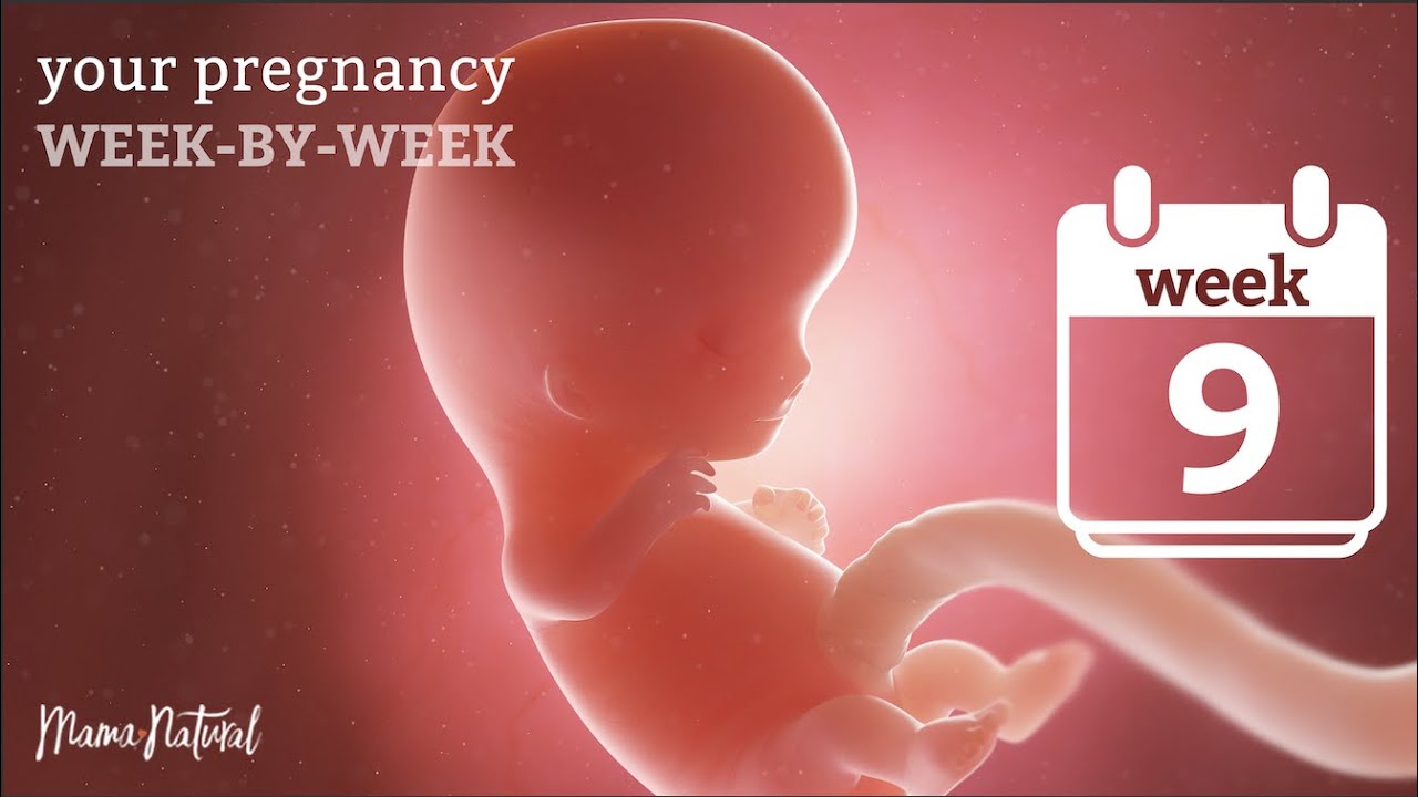 File 9 Week Human Embryo From Ectopic Wikipedia 41 Off File 9 Week Human Embryo From Ectopic Wikipedia 41 Off