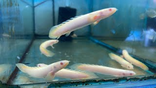 ALBINO SENEGAL BICHIR UPDATE! Guide \u0026 Tips - Stall # 14 Aqualand Alley Cartimar... #pingymson