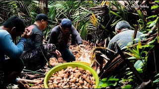 Mencari Ulat Sagu / Ulat Mulong