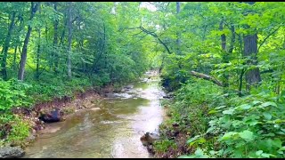 Owner Financed Creek Land for Homesteading! $1,500 Down Payment - InstantAcres.com - Wooded! ID#CG34