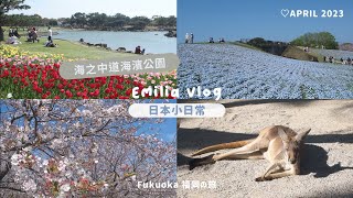 【Japan Vlog】Fukuoka little trip😽｜Uminonakamichi Seaside Park, Nemophila, Cherry blossom🌸