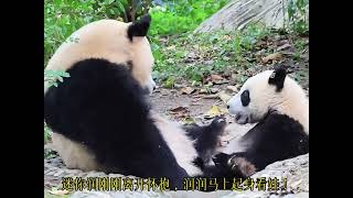 最好的妈咪陈园润！奶娃累瘫也不忘关注迷你润！#panda #大熊猫园润#大熊猫润泽润洋