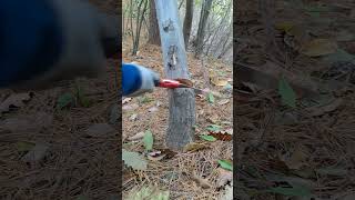 잣나무숲 톱으로 잡목제거 #asmr #asmrvideo #asmrsounds #tree #trees #relaxing #healing #sawing