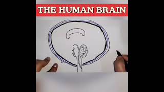 Super Easy Way To Draw Human Brain 🧠 || Class 10 CBSE BOARDS