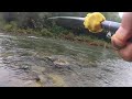 creek fishing in taiwan 三峽還是可以釣到苦花