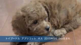 トイプードル アプリコット オス 2015年9月19日生まれ