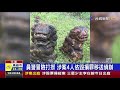 警方電眼追蹤 消失2石獅終於尋獲上岸