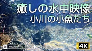 Healing underwater footage of small fish in the stream 4K　Healing Relaxation  Environmental sound