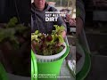 Harvesting Lettuce Spring Mix for Market