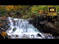 4K Relaxing Forest Stream - 10 Hours of Nature Sounds