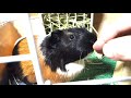 鼻ナデナデと、凄すぎるブキュブキュ【モルモット】　【guinea pig】stroke nose and screaming too sweet.【subtitled】【天竺鼠】【豚鼠】