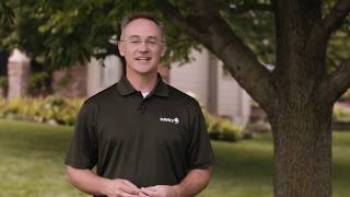 Tips on How to Identify Emerald Ash Borer (EAB)