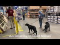 beauceron puppy socialization