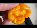 Scotch Bonnet Freeport Orange | Pepper Review