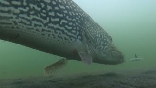 Lake McGregor Pike, Whitefish, Perch, Burbot Underwater Footage!