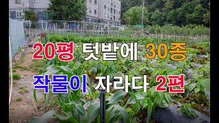 20평 텃밭에 30종 농작물이 자라다 2편/ 텃밭가꾸기/ 주말농장/ 도시텃밭