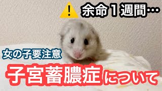 【子宮蓄膿症】⚠️女の子要注意の恐ろしい病気…