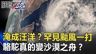 這裡也會淹成汪洋？罕見颱風一打 駱駝真的變沙漠之「舟」見過嗎？ 關鍵時刻 20181009-2 馬西屏 黃創夏 劉燦榮