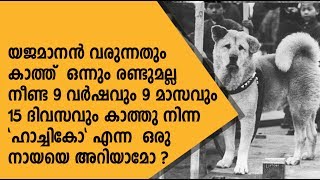 9 വർഷം യജമാനന് വേണ്ടി കാത്തിരുന്ന യഥാർത്ഥ സ്നേഹത്തിന്റെ കഥ...