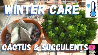 Winter Care for Cactus and Succulents / #cactuscare