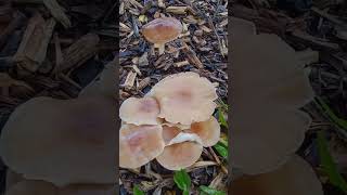 SINGAPORE native 🇸🇬 WET mushrooms  新加坡 湿漉漉 野磨菇